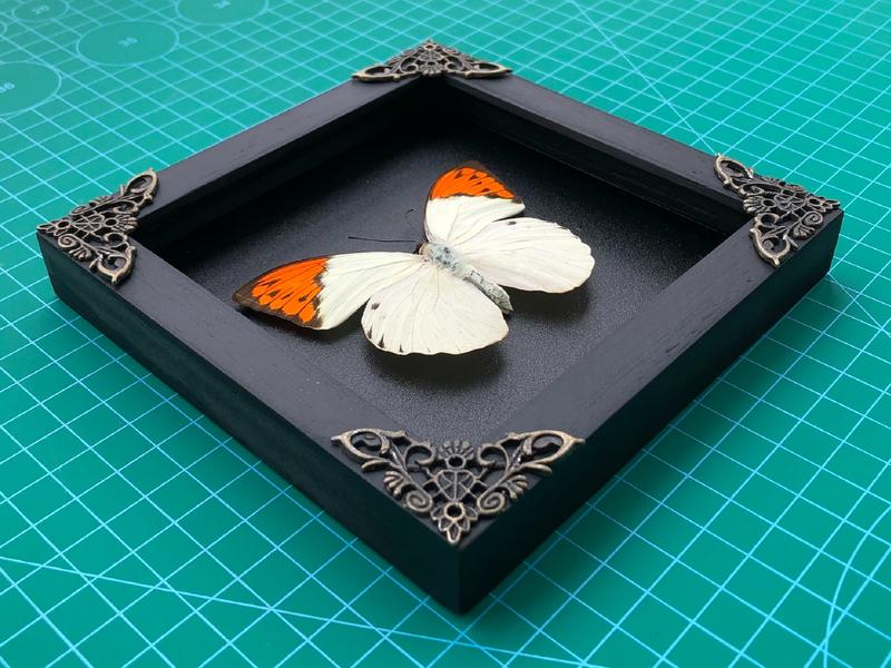 Framed Orange White Butterfly Handmade Shadow Box Gothic Decor Gift Bug Oddity Witchy Wall Hanging Home Decor Room Collection