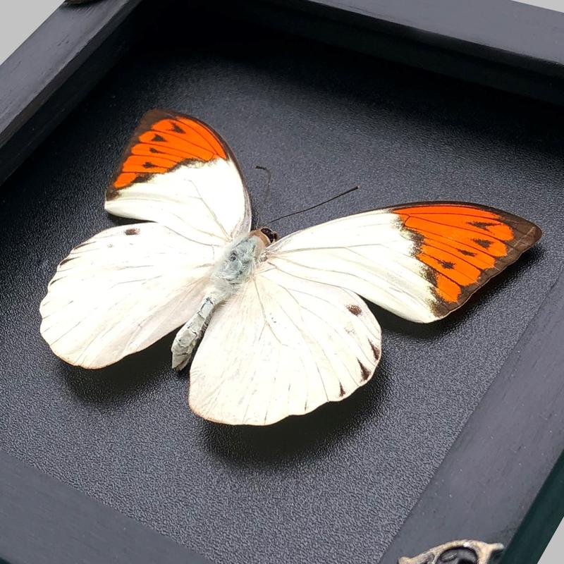 Framed Orange White Butterfly Handmade Shadow Box Gothic Decor Gift Bug Oddity Witchy Wall Hanging Home Decor Room Collection