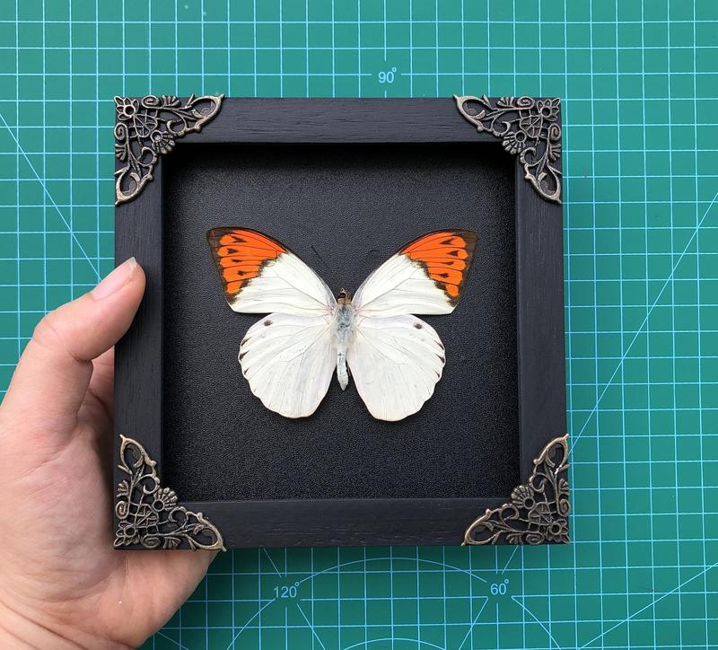 Framed Orange White Butterfly Handmade Shadow Box Gothic Decor Gift Bug Oddity Witchy Wall Hanging Home Decor Room Collection