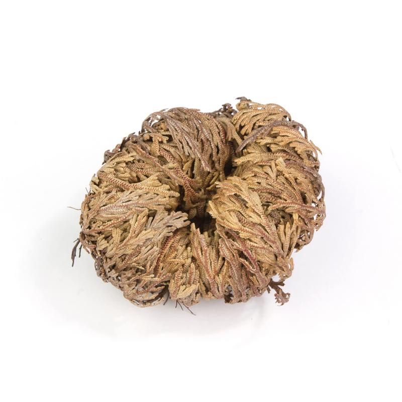 Yerbero - 3 Piece Bundle Rose of Jericho Dried Flower | Selaginella Lepidophylla | Resurrection Plant | 3 Medium Size Roses | Abundance, Prosperity, Sacred Doradilla Plant