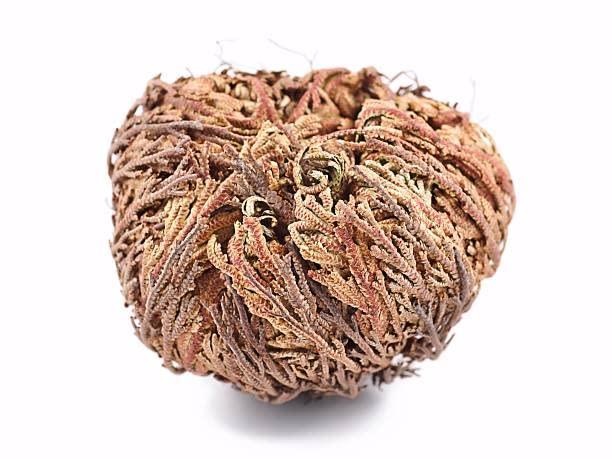 Yerbero - 3 Piece Bundle Rose of Jericho Dried Flower | Selaginella Lepidophylla | Resurrection Plant | 3 Medium Size Roses | Abundance, Prosperity, Sacred Doradilla Plant