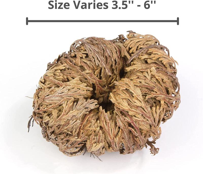 Yerbero - 6 Pack Big Rose Jericho Dried Flower 2.5''-3.5'' | Selaginella Lepidophylla | Resurrection Plant | Jumbo Size Dried Rose | Abundance, Prosperity, Sacred Rose, Doradilla Plant | 3.5'' - 6''