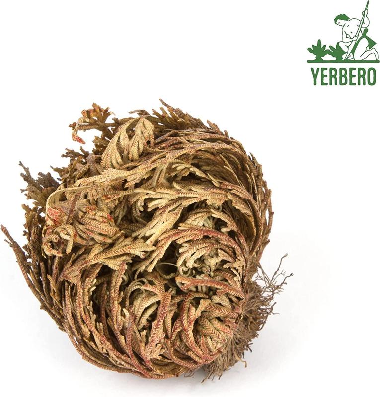 Yerbero - 6 Pack Big Rose Jericho Dried Flower 2.5''-3.5'' | Selaginella Lepidophylla | Resurrection Plant | Jumbo Size Dried Rose | Abundance, Prosperity, Sacred Rose, Doradilla Plant | 3.5'' - 6''