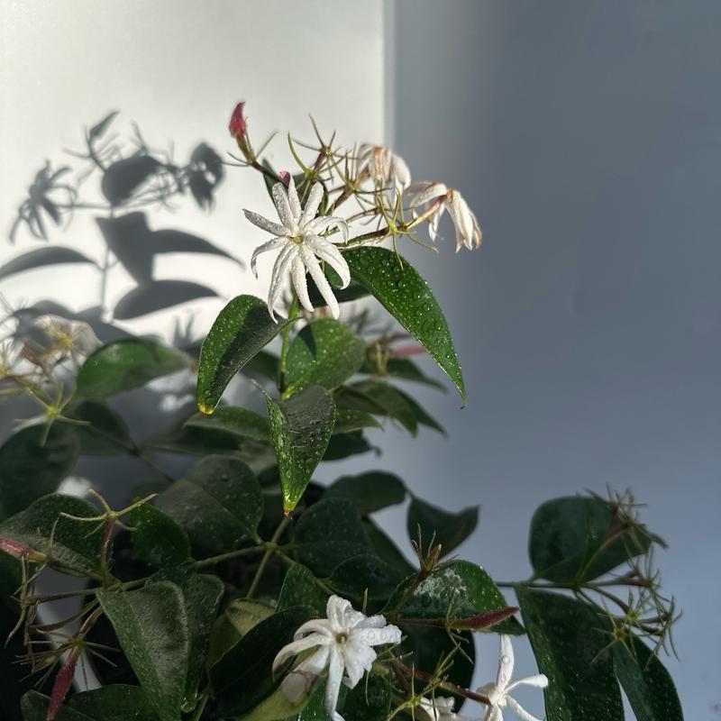 Angel wing jasmine (star jasmine) 6