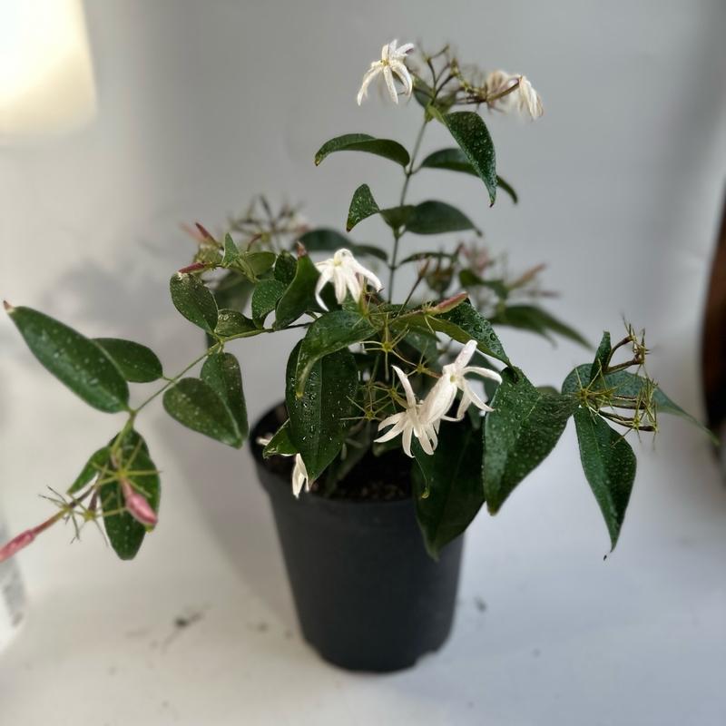 Angel wing jasmine (star jasmine) 6