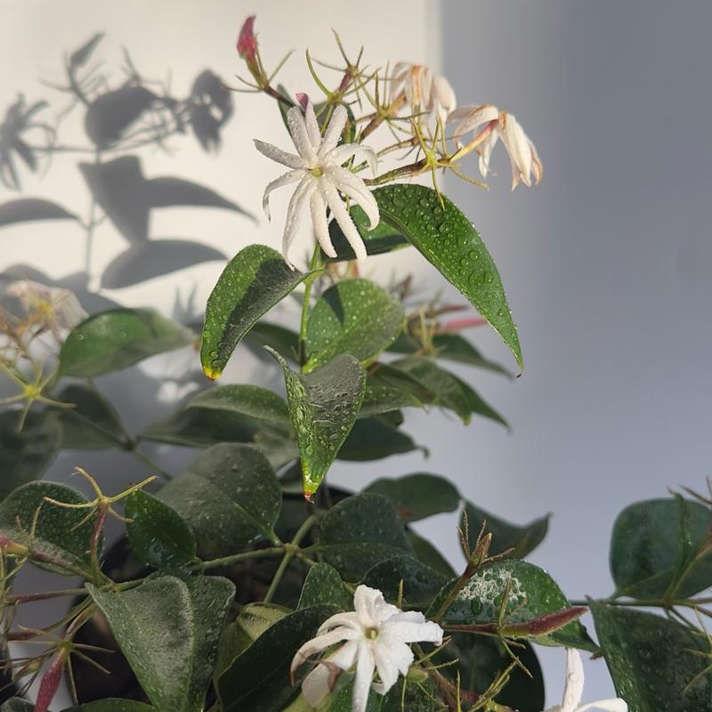 Angel wing jasmine (star jasmine) 6