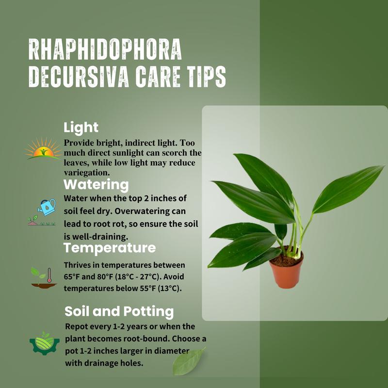 Rhaphidophora Decursiva 2” Live Plant – Easy-Care Greenery for Indoor Décor and Tropical Vibes