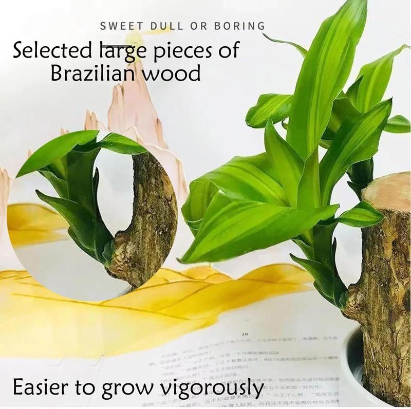 2PCS-Brazilian Lucky WoodBrazillian Wood Money Tree, Brazilian Lucky Wood Gifts for New Home,Indoor Office Desktop Decor