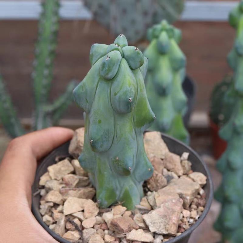 Unique Boobie Cactus (Tall, 4-5