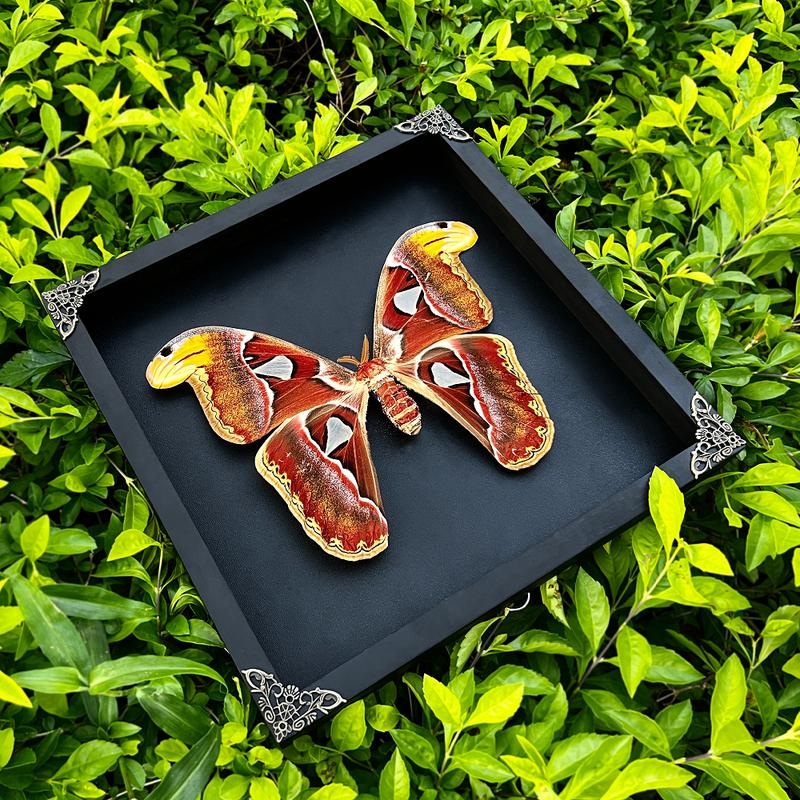 Moth Atlas Butterfly Unique Insect Gothic Entomology Display Oddity Wall Art Hanging Home Decor Dark Gallery Gift Decoration Room art home Wood Hanger