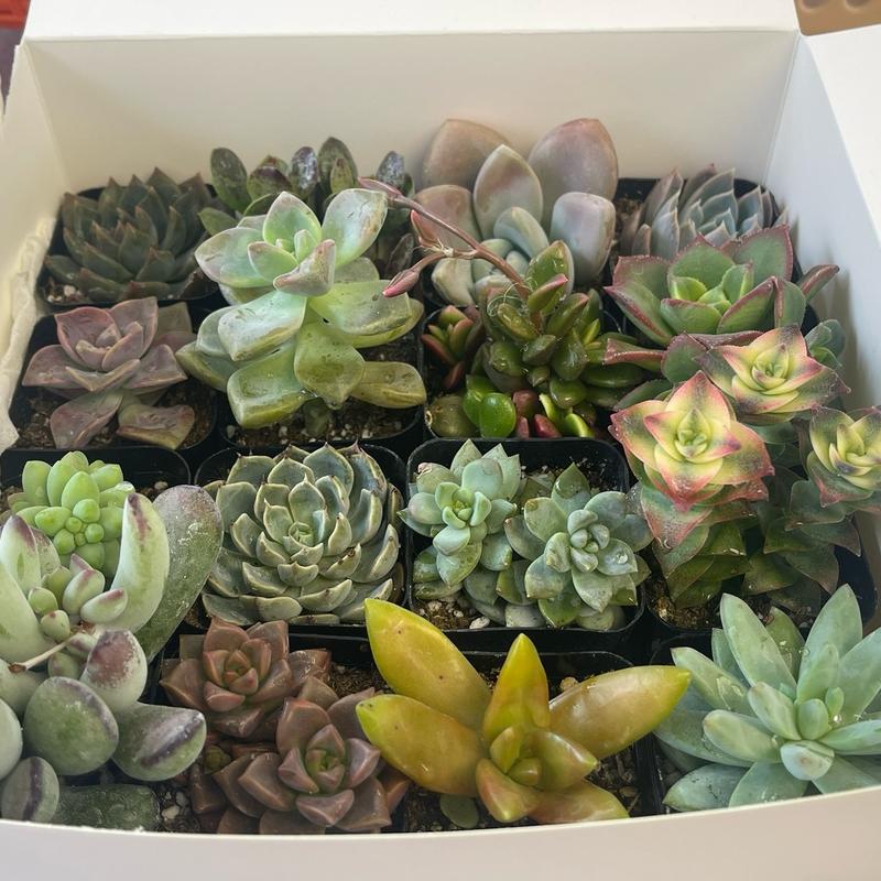 16 Pack Variety 2”Potted Succulents for Home Decor