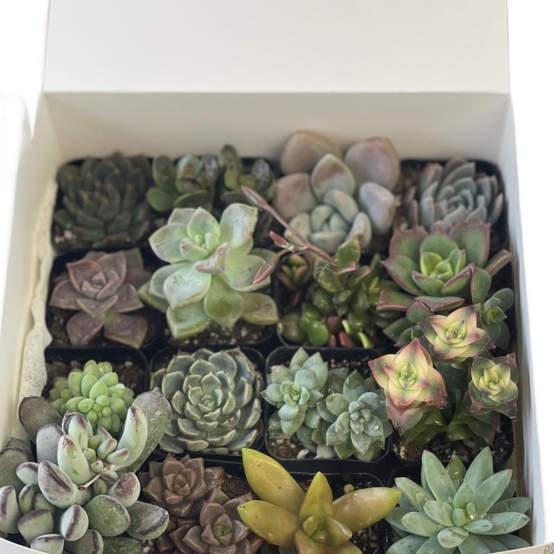 16 Pack Variety 2”Potted Succulents for Home Decor