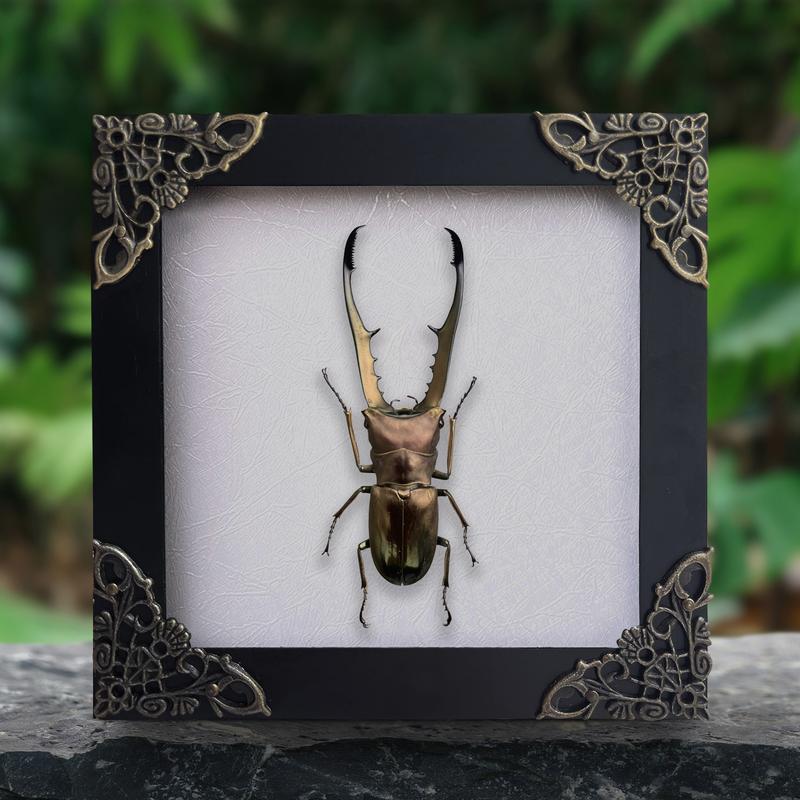 Framed Stag Beetle Insect Dried Bug Specimen Oddity Collection Wall Hanging Home Decor Gift Gothic Box Wood